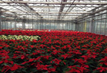 Uprawa poinsecji w szklarni uprawa-poinsecji-w-szklarni