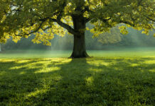 8 znaków, że możesz podlewać lub przesadzać swoje drzewa